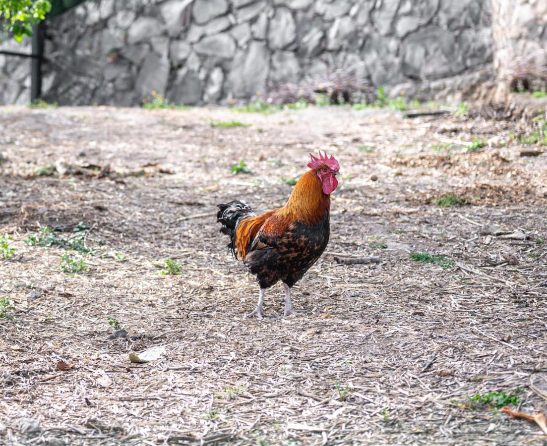 Casa Rural Bejeque Teror Εξωτερικό φωτογραφία